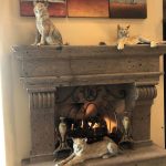 Star York cats